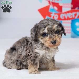 Ruger, Miniature Poodle Puppy